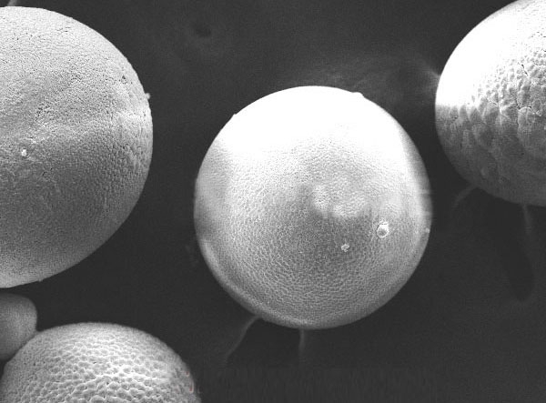 喷砂抛丸除铁用宝珠砂